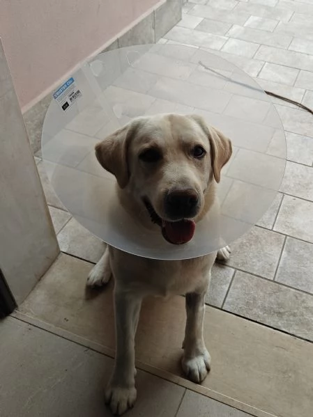 Labrador in adonazione | Foto 1