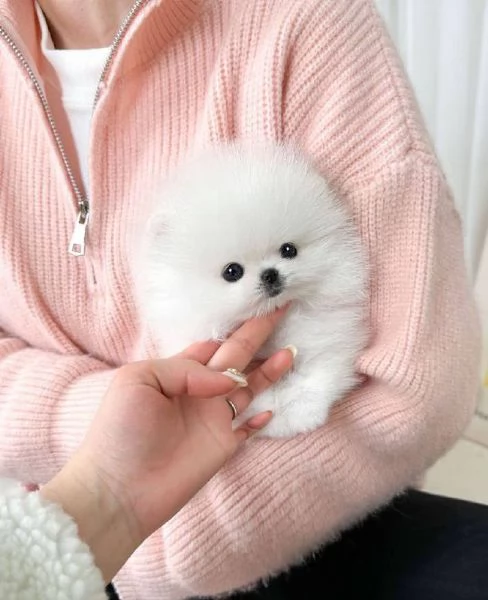 Cucciolo di Pomerania bianco di inestimabile valore per adozione