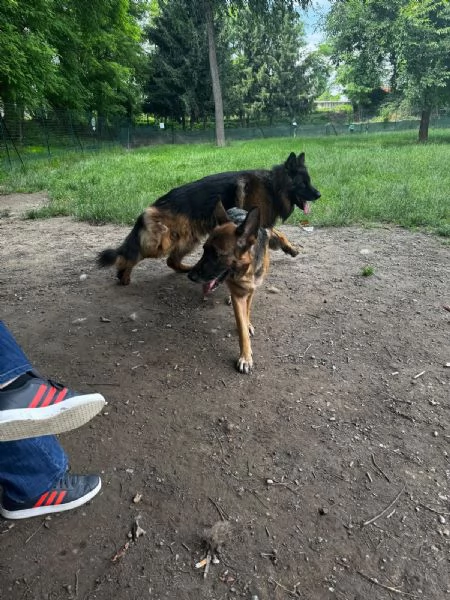 Cuccioli di Pastore Tedesco | Foto 4