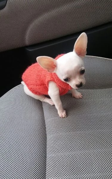 cuccioli di chihuahua in cerca di adozione. | Foto 1