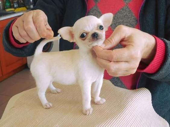 cuccioli di chihuahua in cerca di adozione. | Foto 0