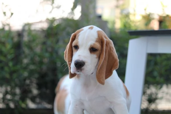 Cuccioli di Beagle | Foto 2