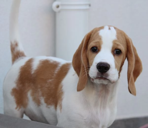 Cuccioli di Beagle | Foto 1