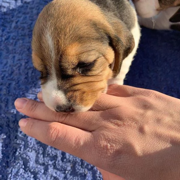 Due cuccioli di beagle!!