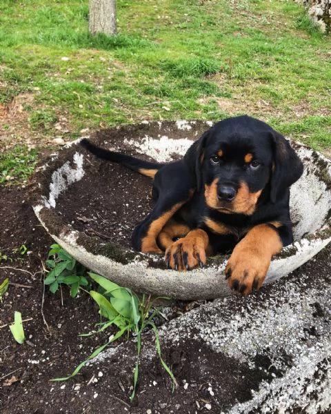 Cuccioli di rottweiler  | Foto 2