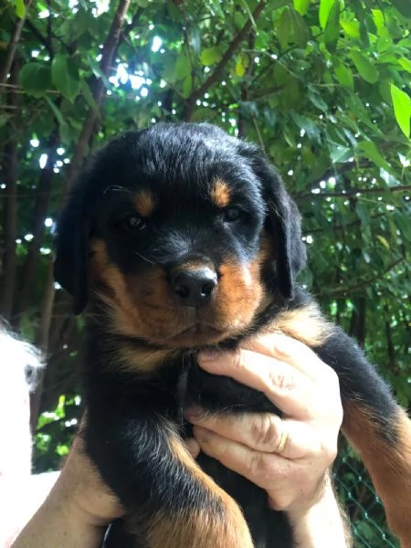 Cuccioli di rottweiler  | Foto 1