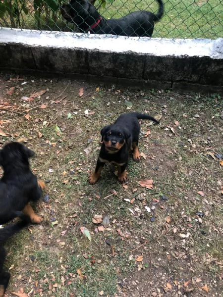 Cuccioli di rottweiler 