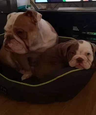 Bellissimi bulldog inglese di tre mesi | Foto 0