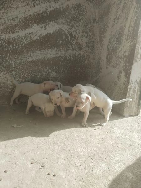 cuccioli di Dogo Argentino  | Foto 2