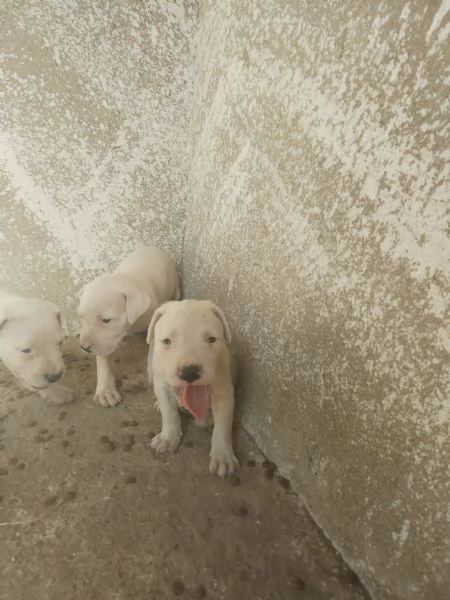 cuccioli di Dogo Argentino  | Foto 0