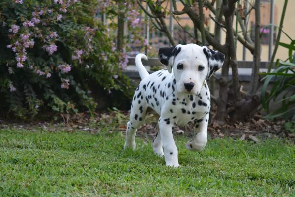 Cuccioli di dalmata | Foto 1