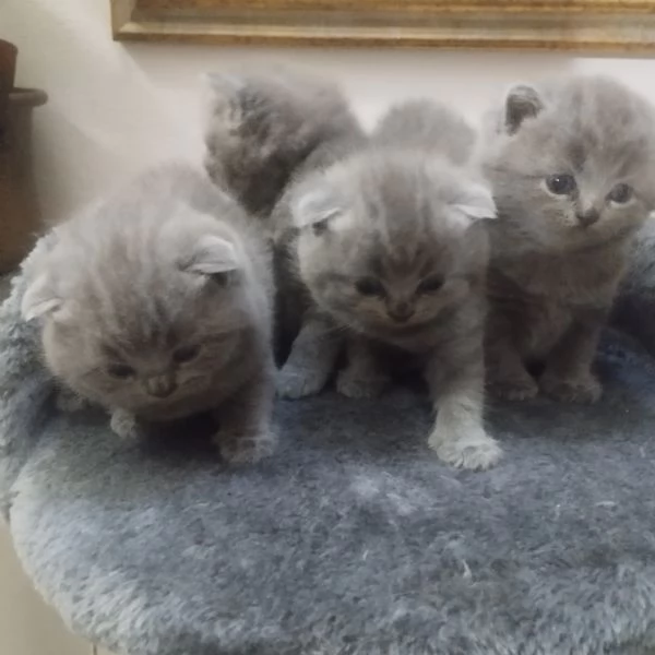 Disponibili scottish fold/straigh 