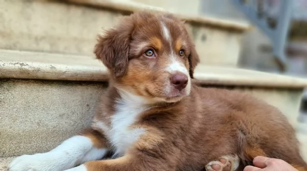 Stupendi cuccioli di pastore australiano  | Foto 4