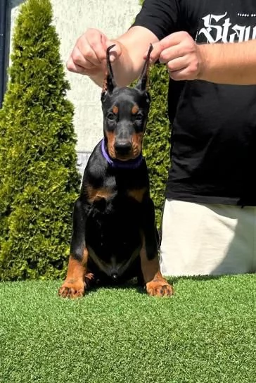 Doberman cuccioli in vendita | Foto 4