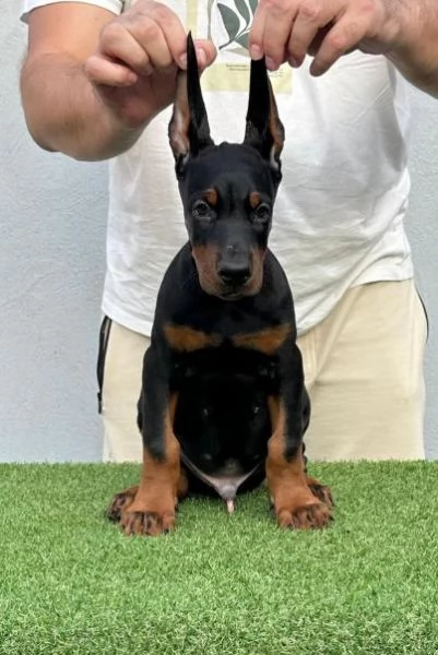 Doberman cuccioli in vendita | Foto 3