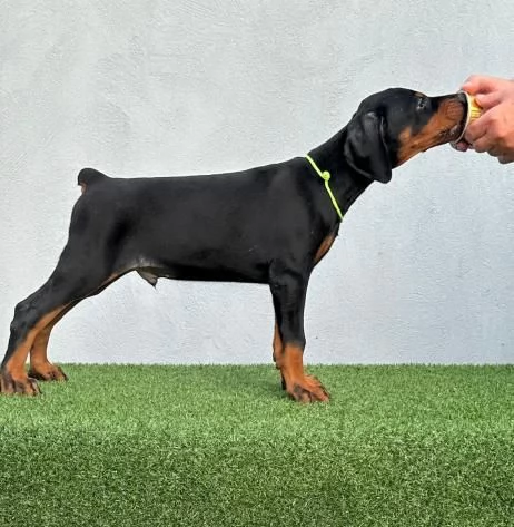 Doberman cuccioli in vendita | Foto 2