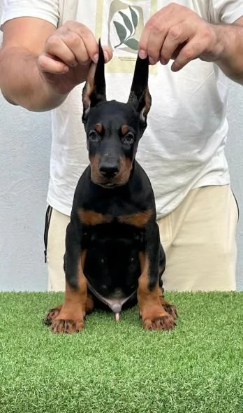 Doberman cuccioli in vendita