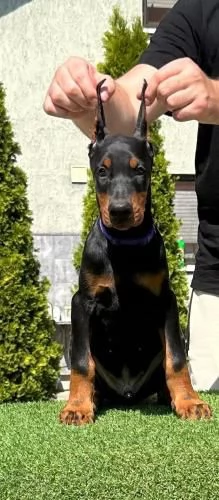 Doberman cuccioli in vendita | Foto 1