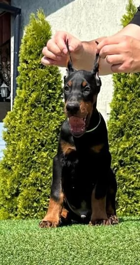 Doberman cuccioli in vendita | Foto 0