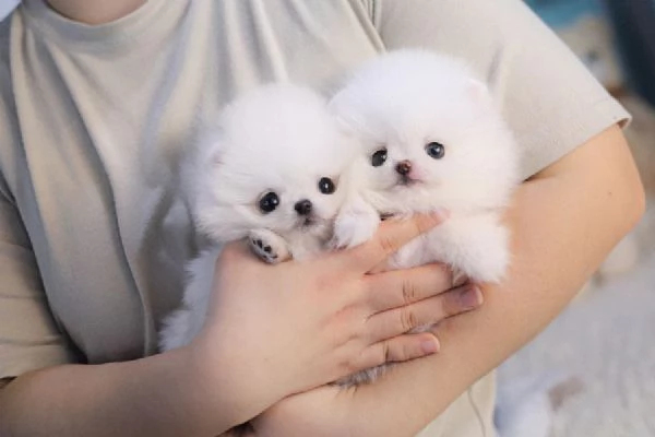 cuccioli di pomerania disponibili per l'adozione | Foto 3