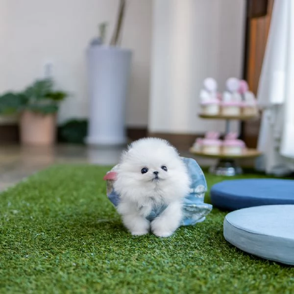 cuccioli di pomerania disponibili per l'adozione | Foto 1