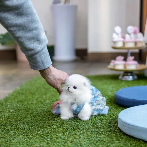 cuccioli di pomerania disponibili per l'adozione | Foto 0