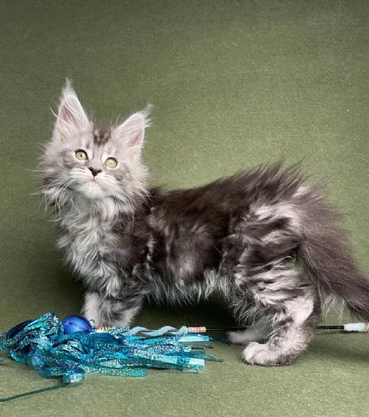 Maine Coon cuccioli pedigree