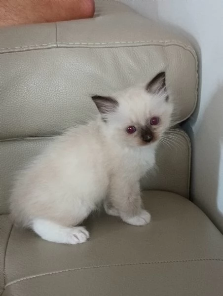 Cuccioli di Ragdoll | Foto 0