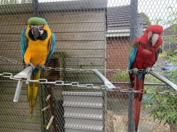 WOW!!! Grandi pappagalli Ara blu e dorati Ora pronti | Foto 0