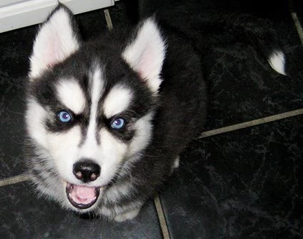 Siberian Husky Cucciole