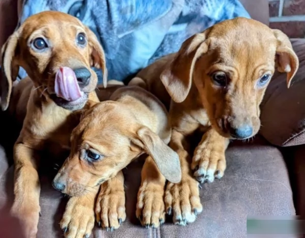 Meravigliosi cuccioli Rhodesian ridgeback