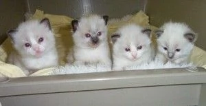 Bellissimi gattini Ragdoll disponibili per il ritiro.