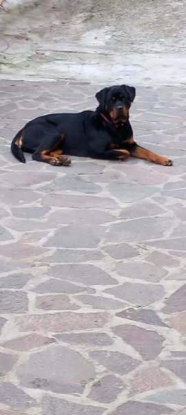 Regalasi cane Rottwailer femmina di 3 anni 