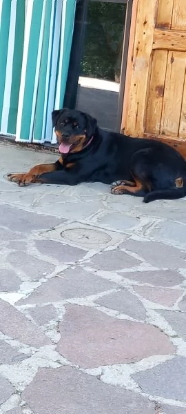 Regalasi cane Rottwailer femmina di 3 anni  | Foto 1