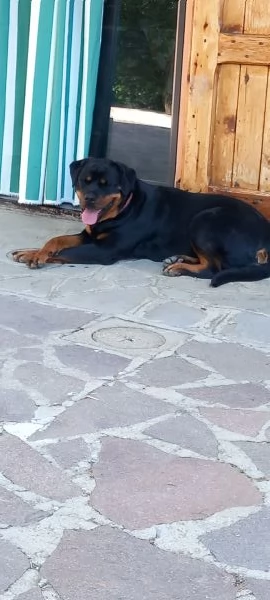 Regalasi cane Rottwailer femmina di 3 anni  | Foto 0