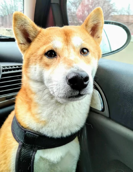 Shiba Inu maschio 8 anni  | Foto 1