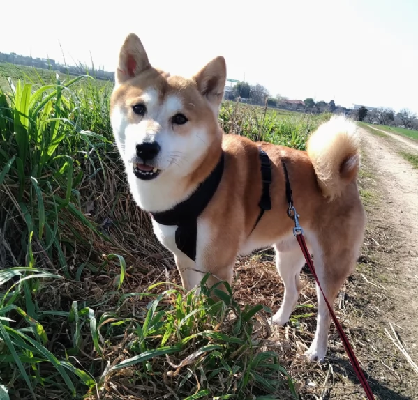 Shiba Inu maschio 8 anni  | Foto 0