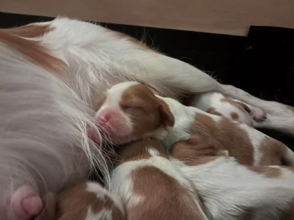 Cuccioli Cavalier King Blenheim