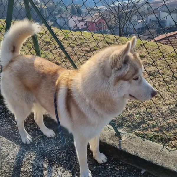 Siberian husky di 2,5 anni 