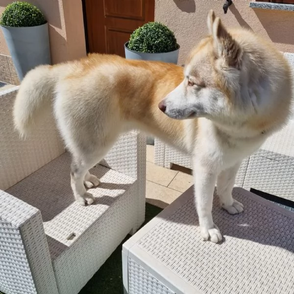 Siberian husky di 2,5 anni  | Foto 1