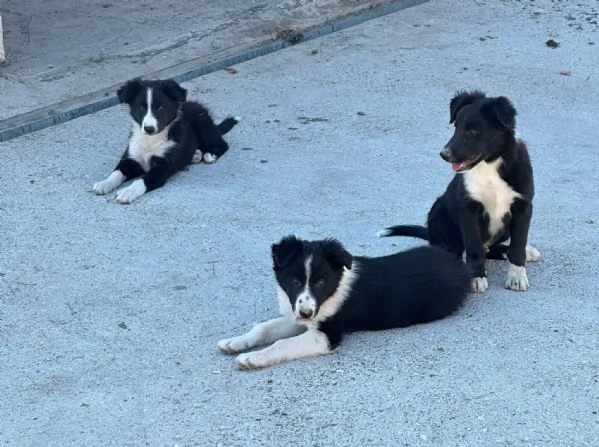 cuccioli di Bordercollie puri senza pedigree