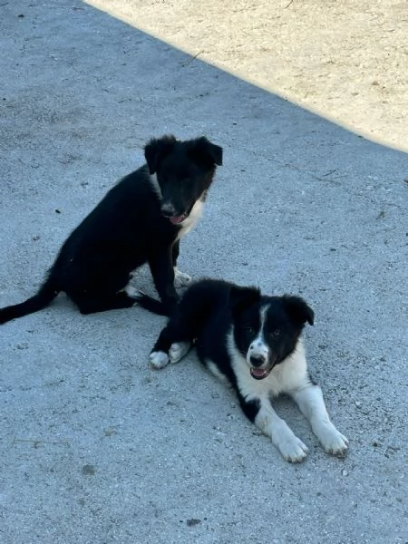 cuccioli di Bordercollie puri senza pedigree | Foto 2