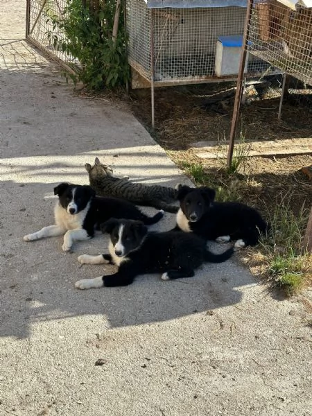 cuccioli di Bordercollie puri senza pedigree | Foto 1