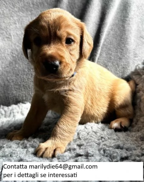 Splendidi cuccioli di Labrador