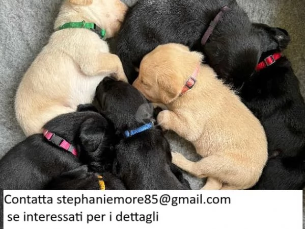 Bellissimi cuccioli di Labrador nero