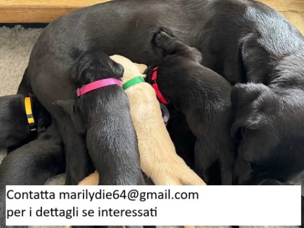 Bellissima cucciolata di cuccioli di Labrador