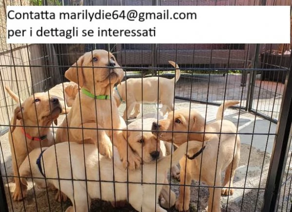 Cuccioli di Labrador