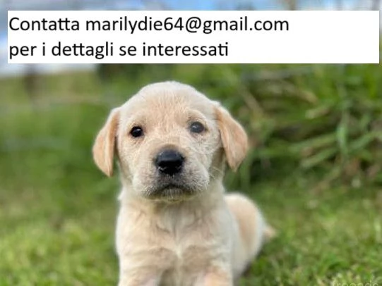 Dolci cuccioli di Labrador ora disponibili