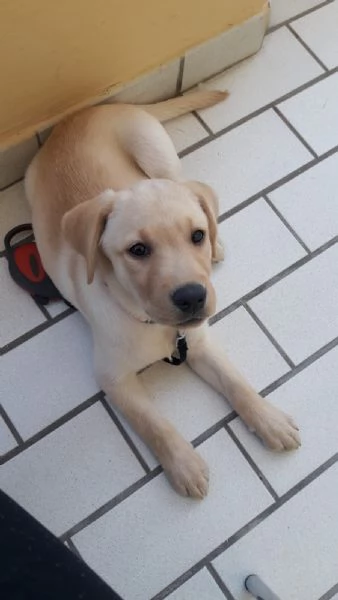 CUCCIOLI LABRADOR CON PEDIGREE