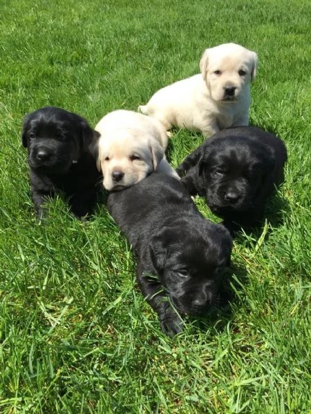 CUCCIOLI LABRADOR CON PEDIGREE | Foto 2